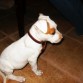 bull terrier americano